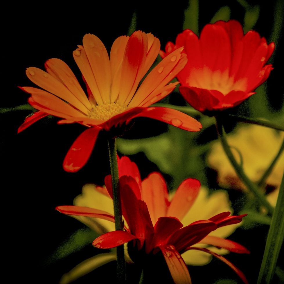 La huerta de Jose M.