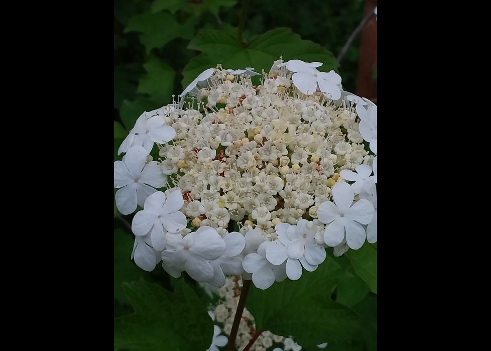 Kalina viburnum, la flor de Rusia. 