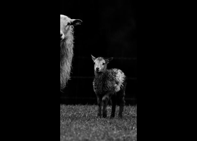 Mama oveja y el corderito