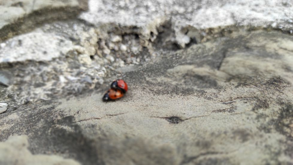 MANTAGORRIS DE OPORRAK!!!!!