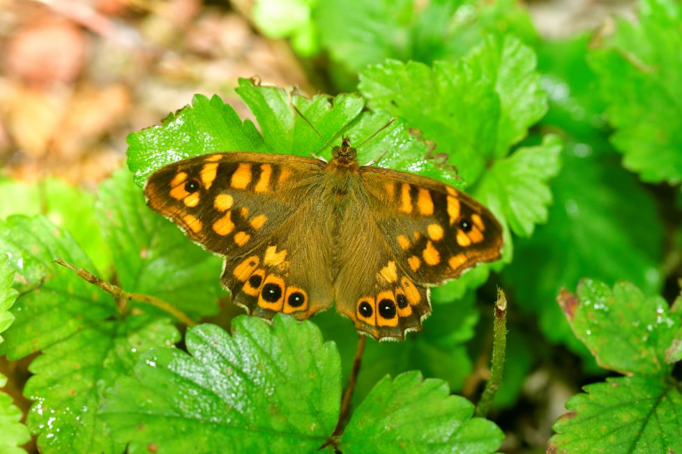 mariposa del muro