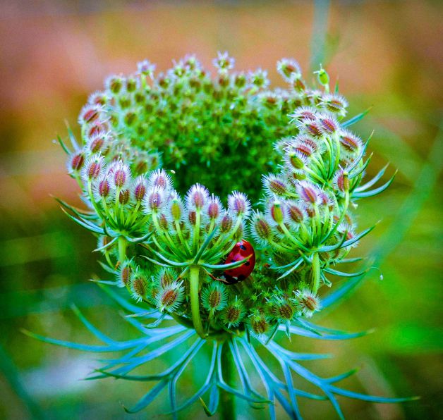 Matxingorringo en flor