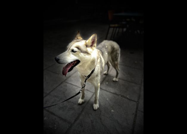 Mika felizmente feliz