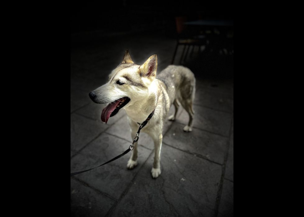 Mika felizmente feliz