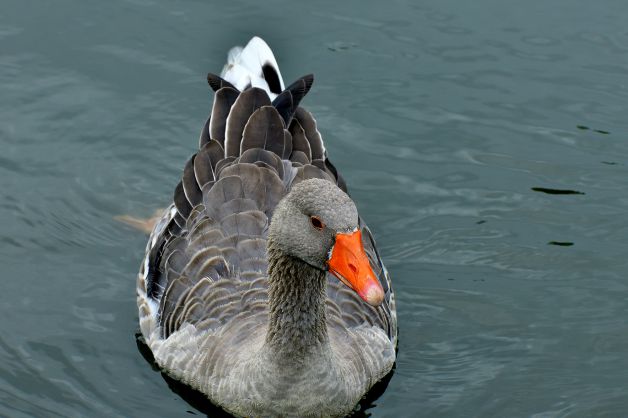 la mirada del ganso