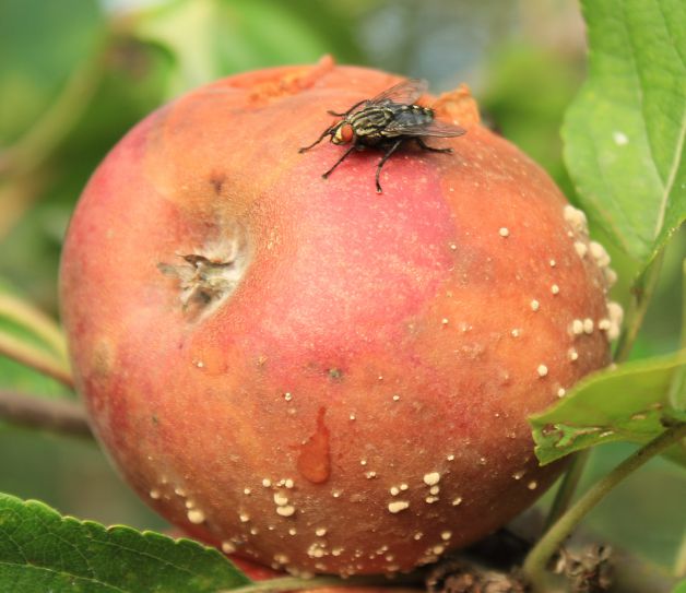 Mosca en manzana