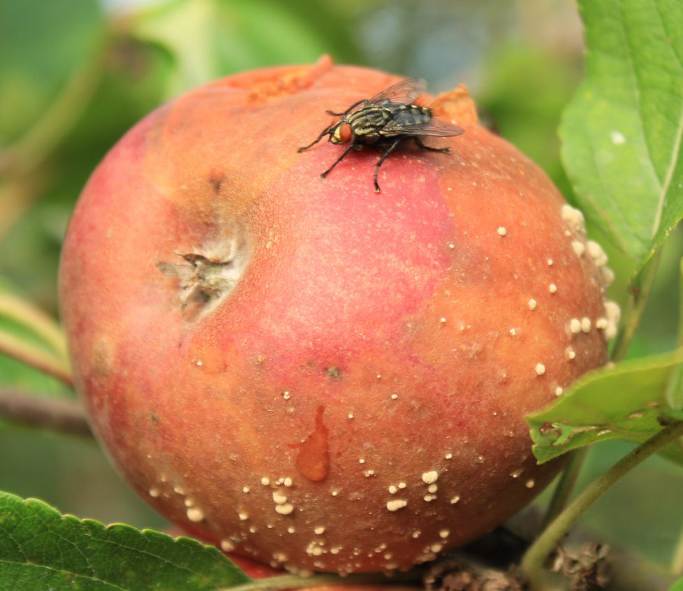 Mosca en manzana