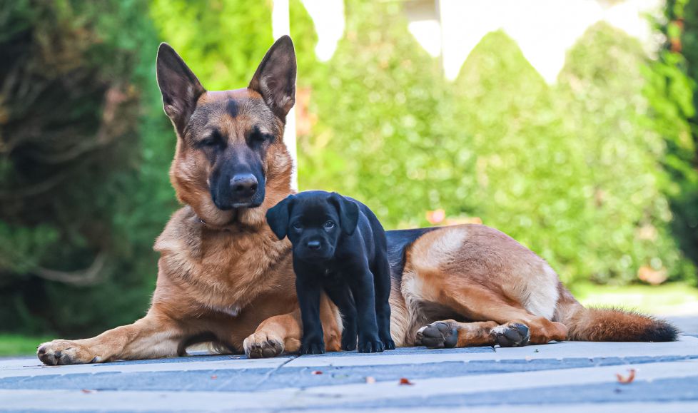 Orgullo de hermana mayor