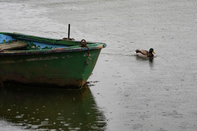 El pato y la barca