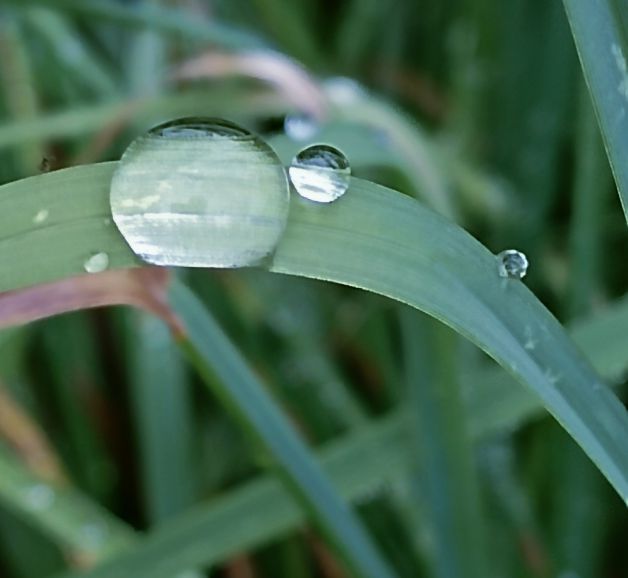 Pequeñas esferas de vida en el césped.
