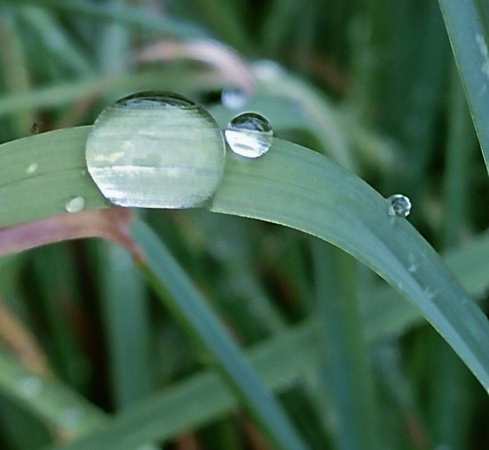 Pequeñas esferas de vida en el césped.