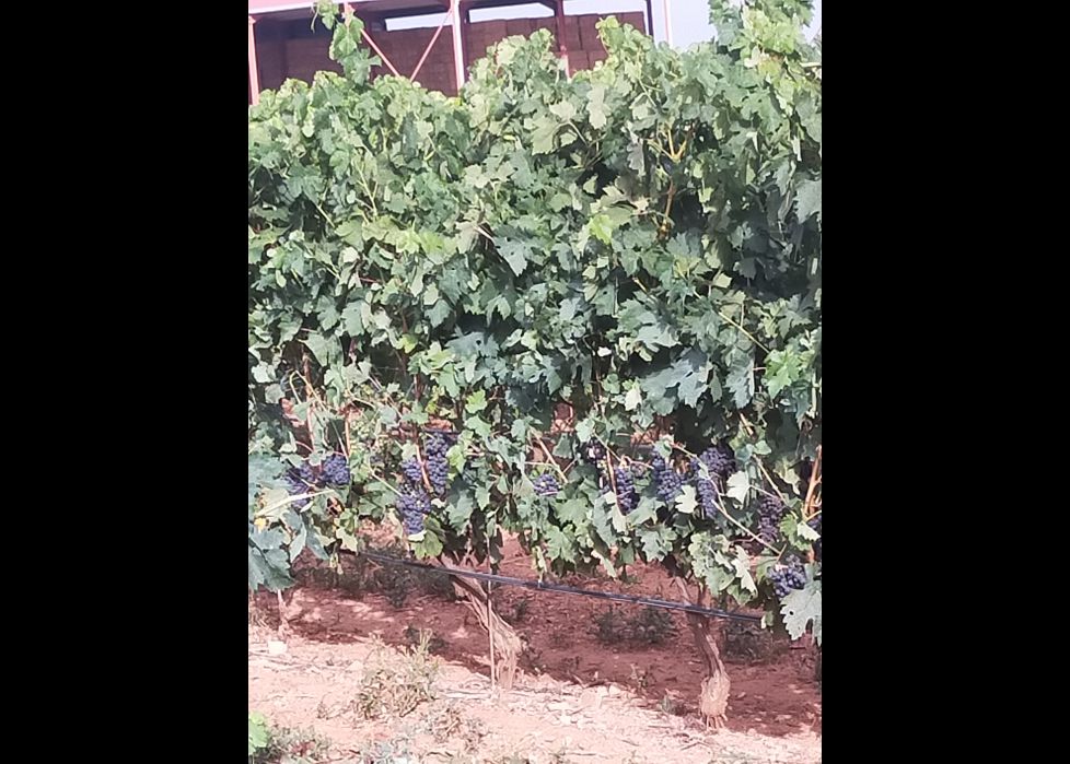 A punto para la vendimia