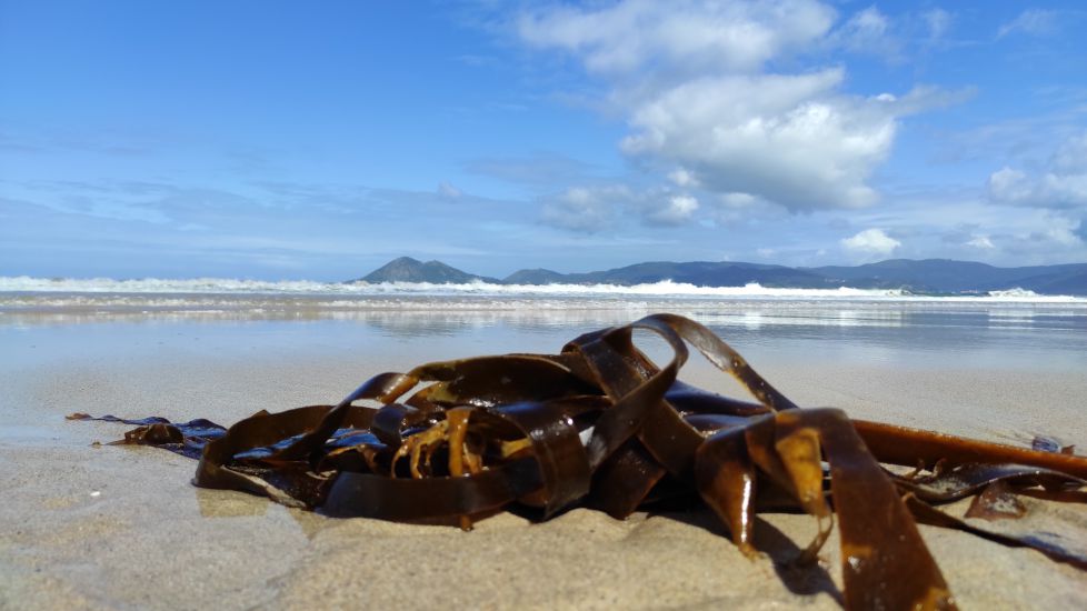 RESTOS DE LA RESACA DEL MAR