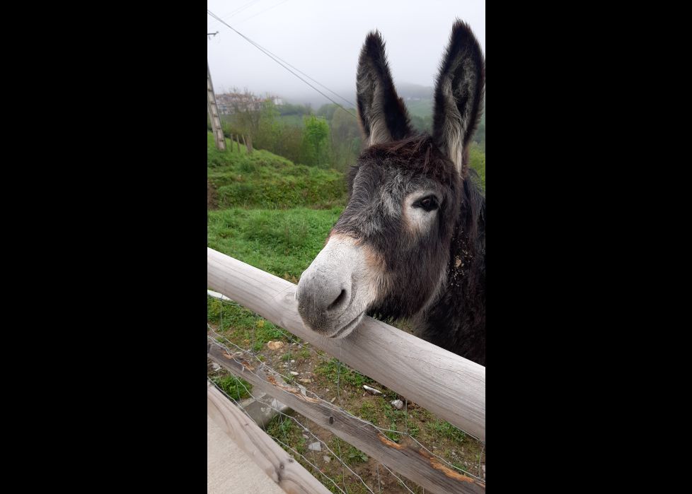 Retrato de un burrito simpatico