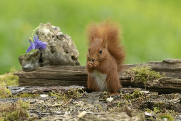 Sabes el cuento de La Ardilla y la Flor ?