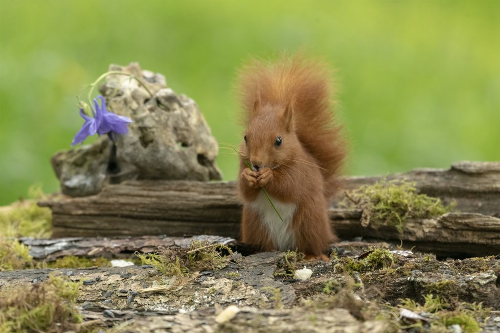 Sabes el cuento de La Ardilla y la Flor ?