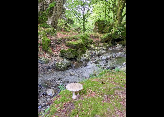 La seta en el bosque