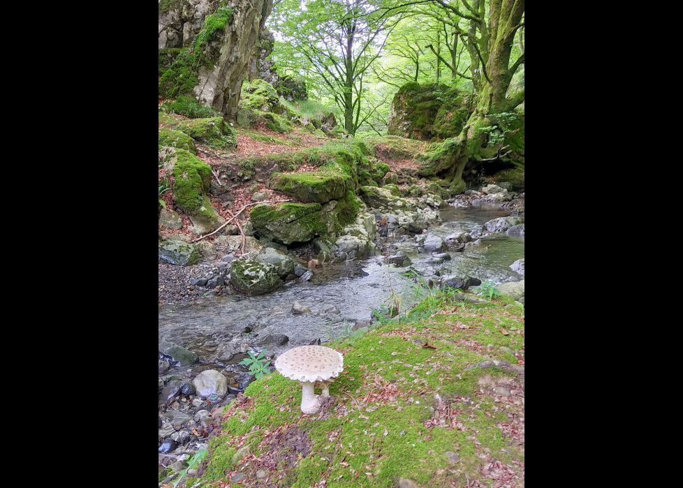 La seta en el bosque