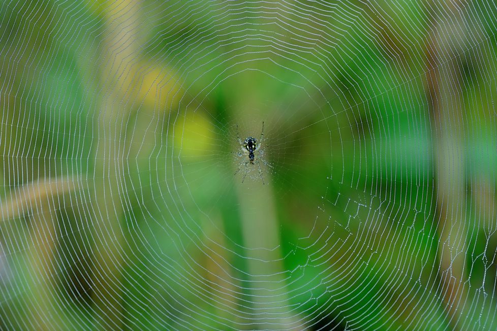 telaraña con su araña tigre