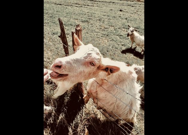 Yo tenía una cabra que se llamaba Asunción