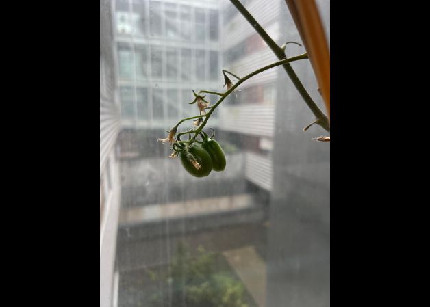 Tomates verdes txikis