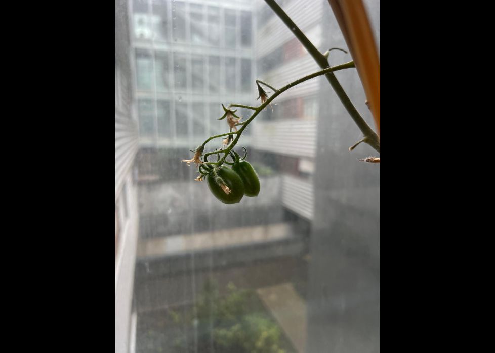 Tomates verdes txikis