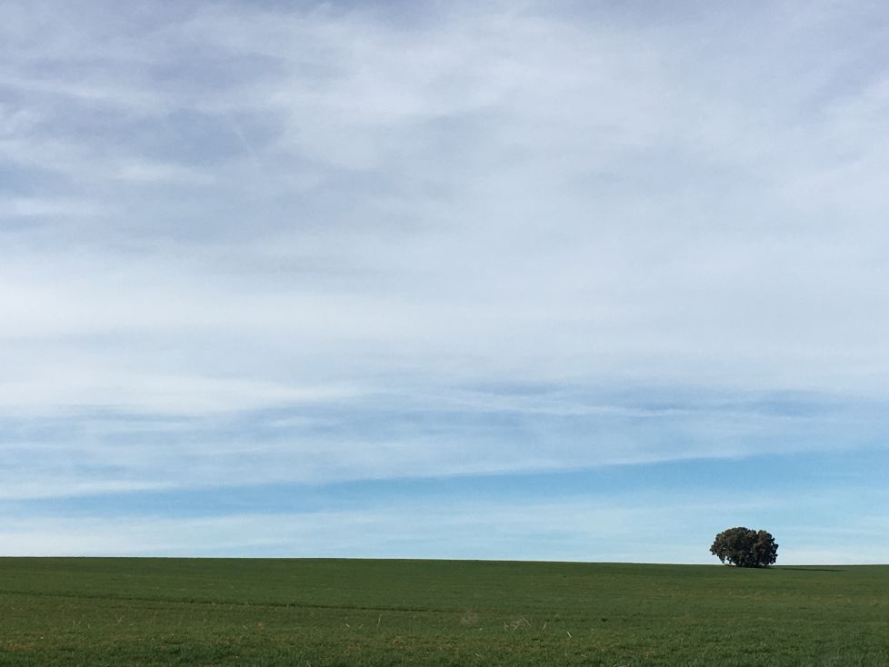 Tranquilidad en la llanura