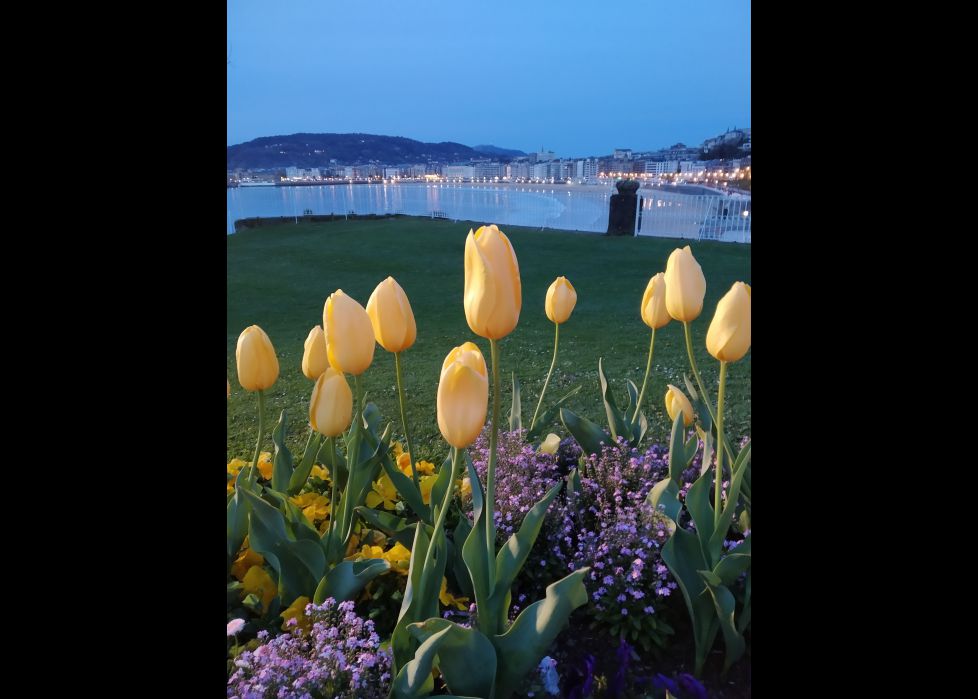 Tulipanes contemplando la Bahía 