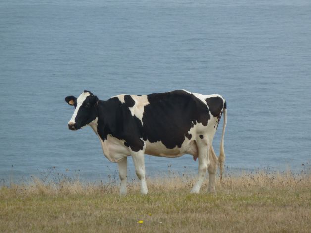 VACA LECHERA