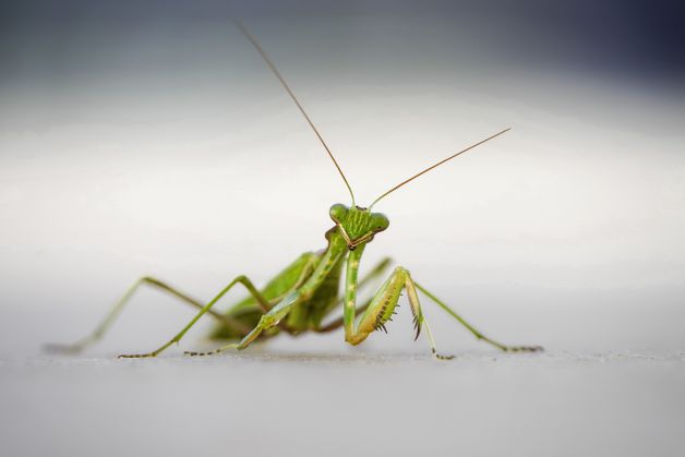 LA VISITA DEL VERANO