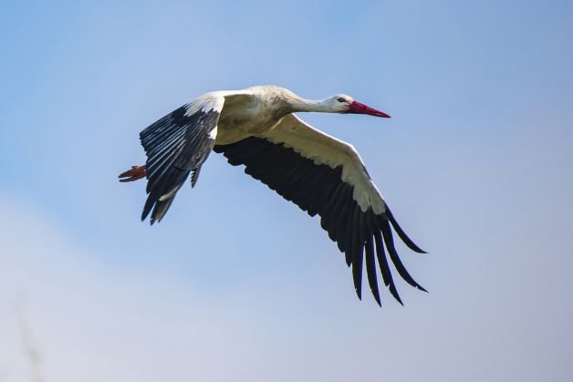 El vuelo de la Cigüeña
