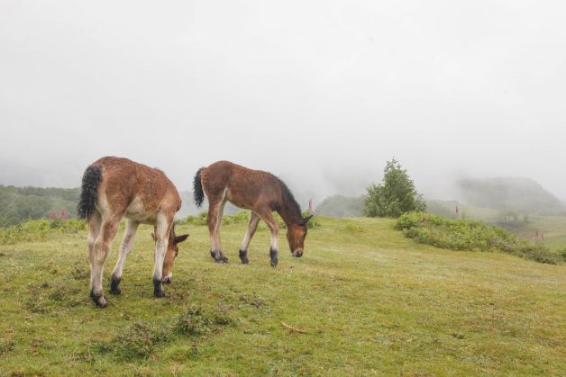 alimentandose  en la niebla