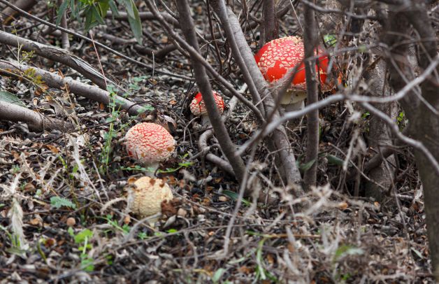 amanitas muscaria