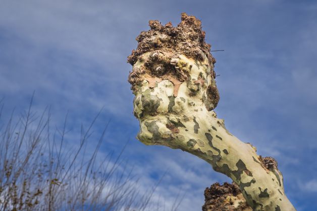 ÁRBOL CON FORMA HUMANA