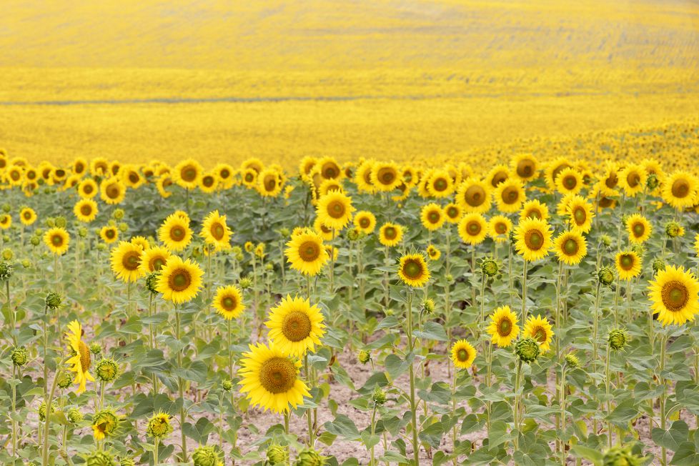 Campo de Girasoles