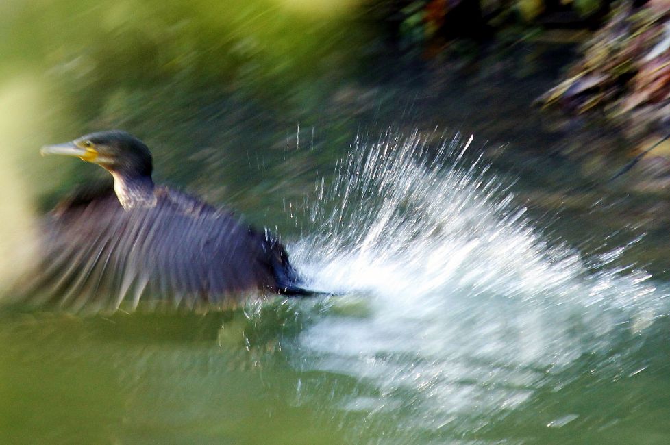cormoran a la carrera