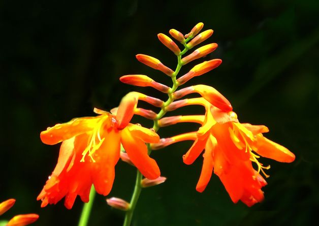 Crocosmias