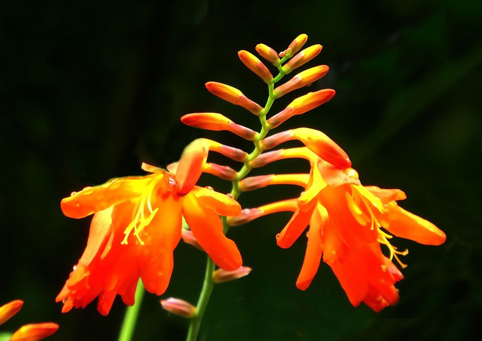 Crocosmias