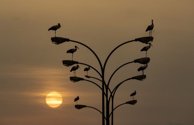 El descanso de las Cigüeñas