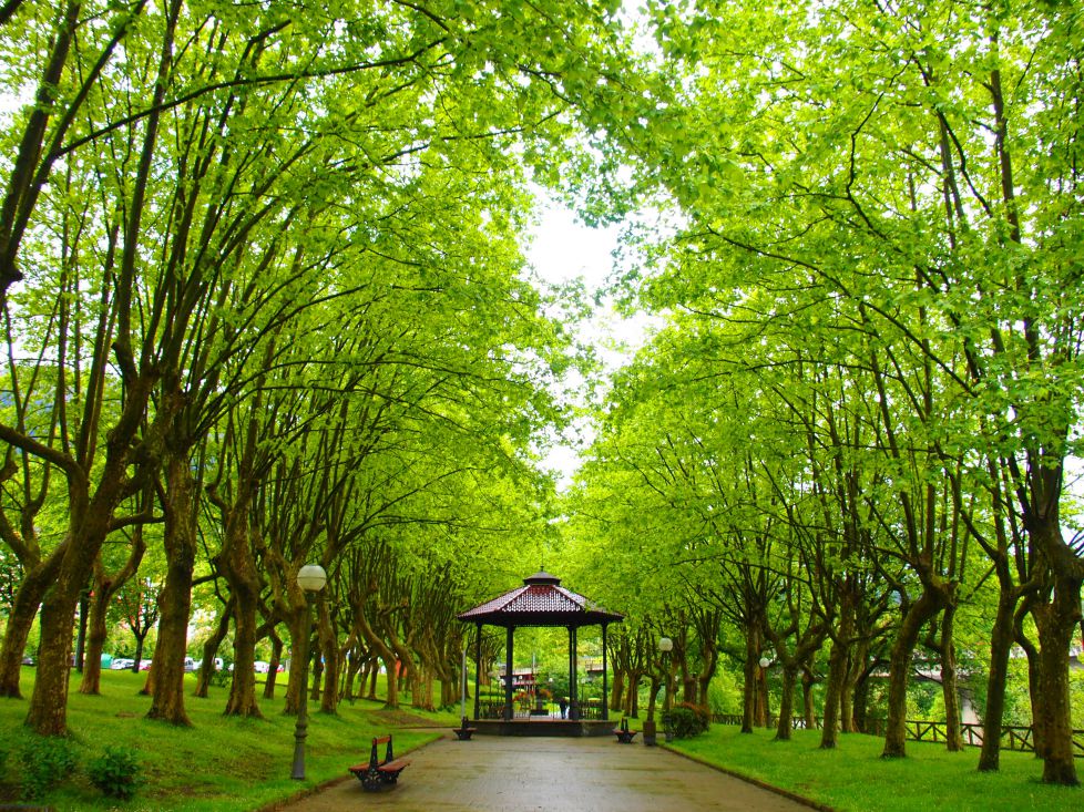 Espectacular verde de arboles.