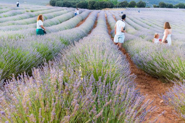 la floración de la lavanda,