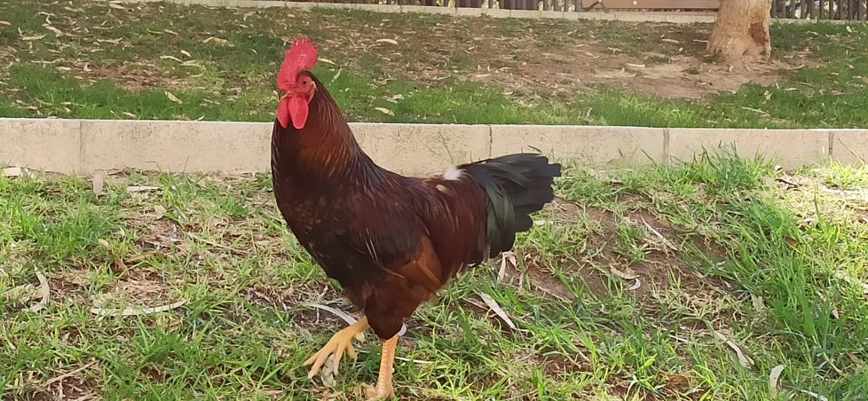 Gallo posando con elegancia