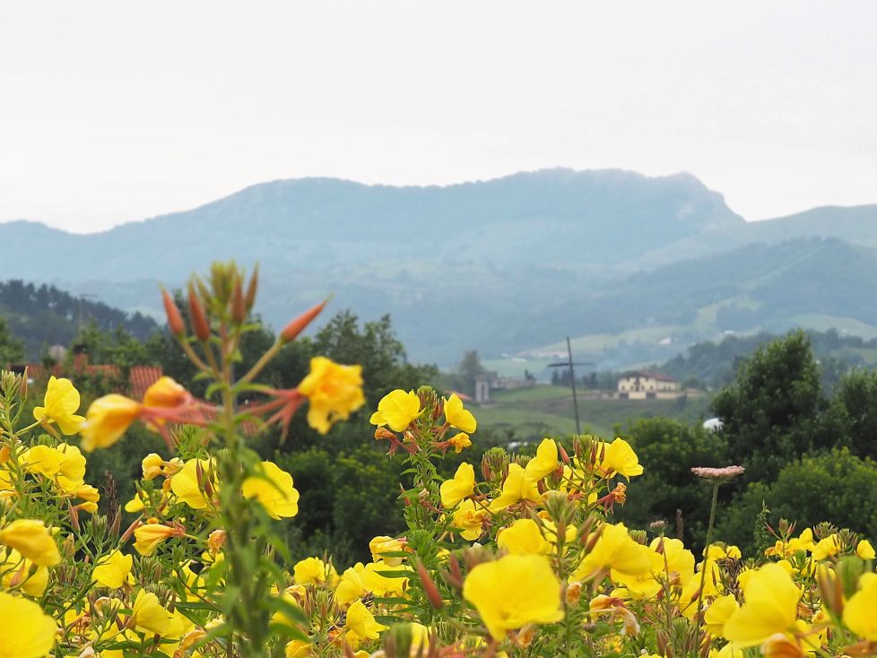 El Hernio entre flores
