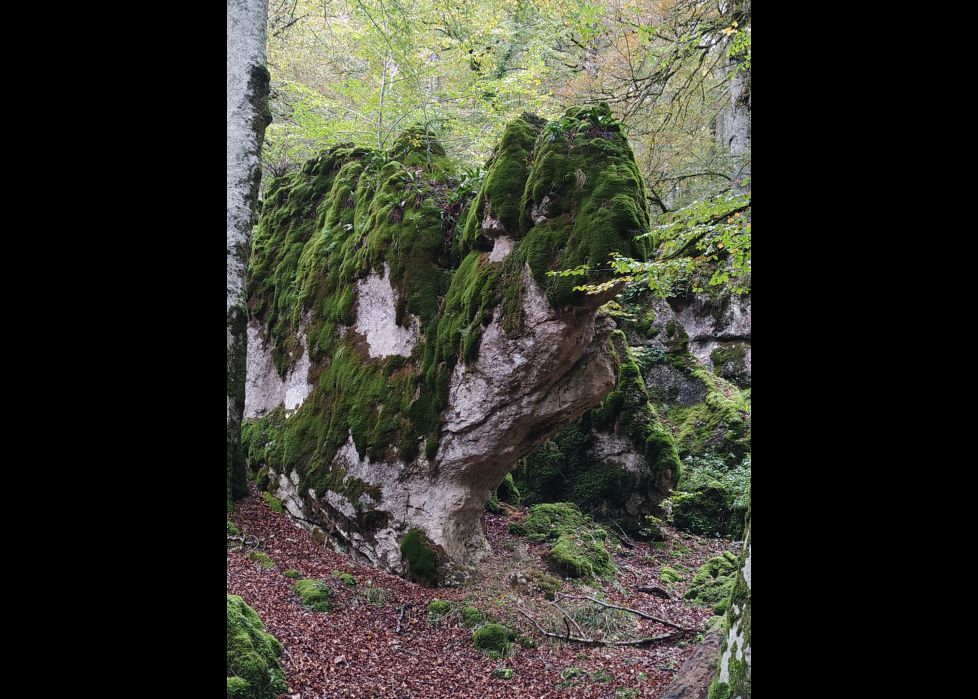 IMAGINACIÓN EN EL BOSQUE ¿QUE FIGURA ,UN CAMELLO?