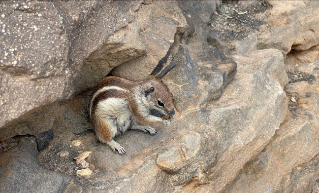 KATAMIXARRAK FUERTEVENTURAN