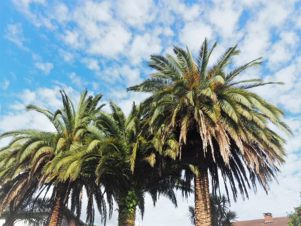 Las palmeras mirando al cielo