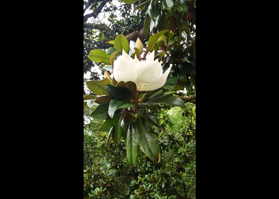 Magnolia grandiflora!!