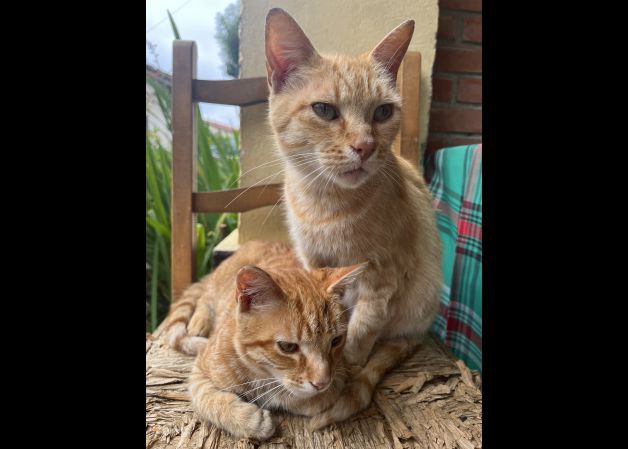 Mamá naranjito y su hijo Thor