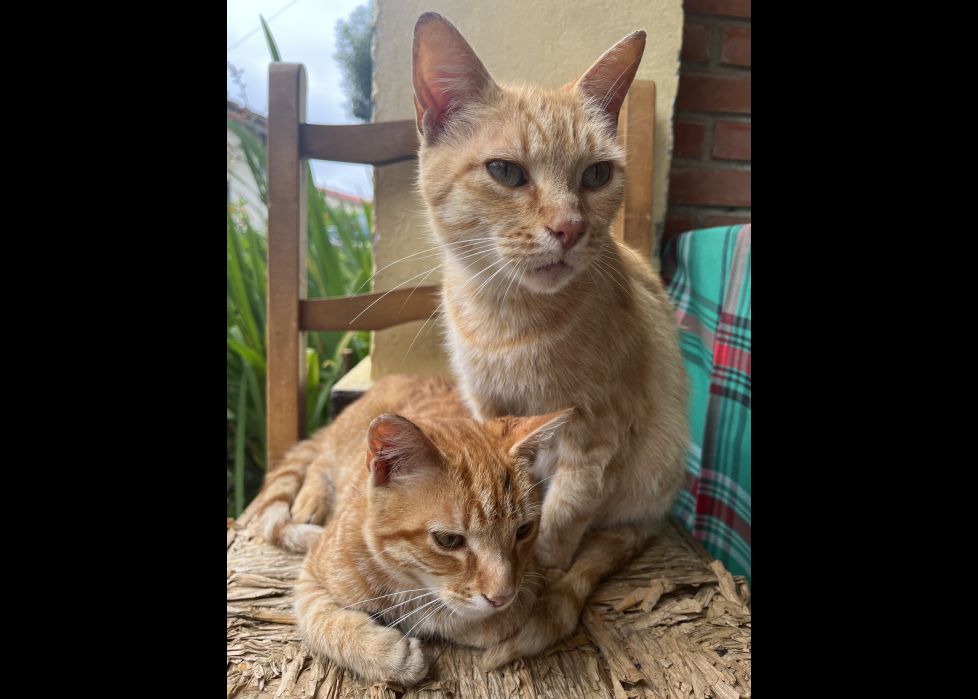 Mamá naranjito y su hijo Thor