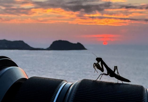 La mantis religiosa y el raton